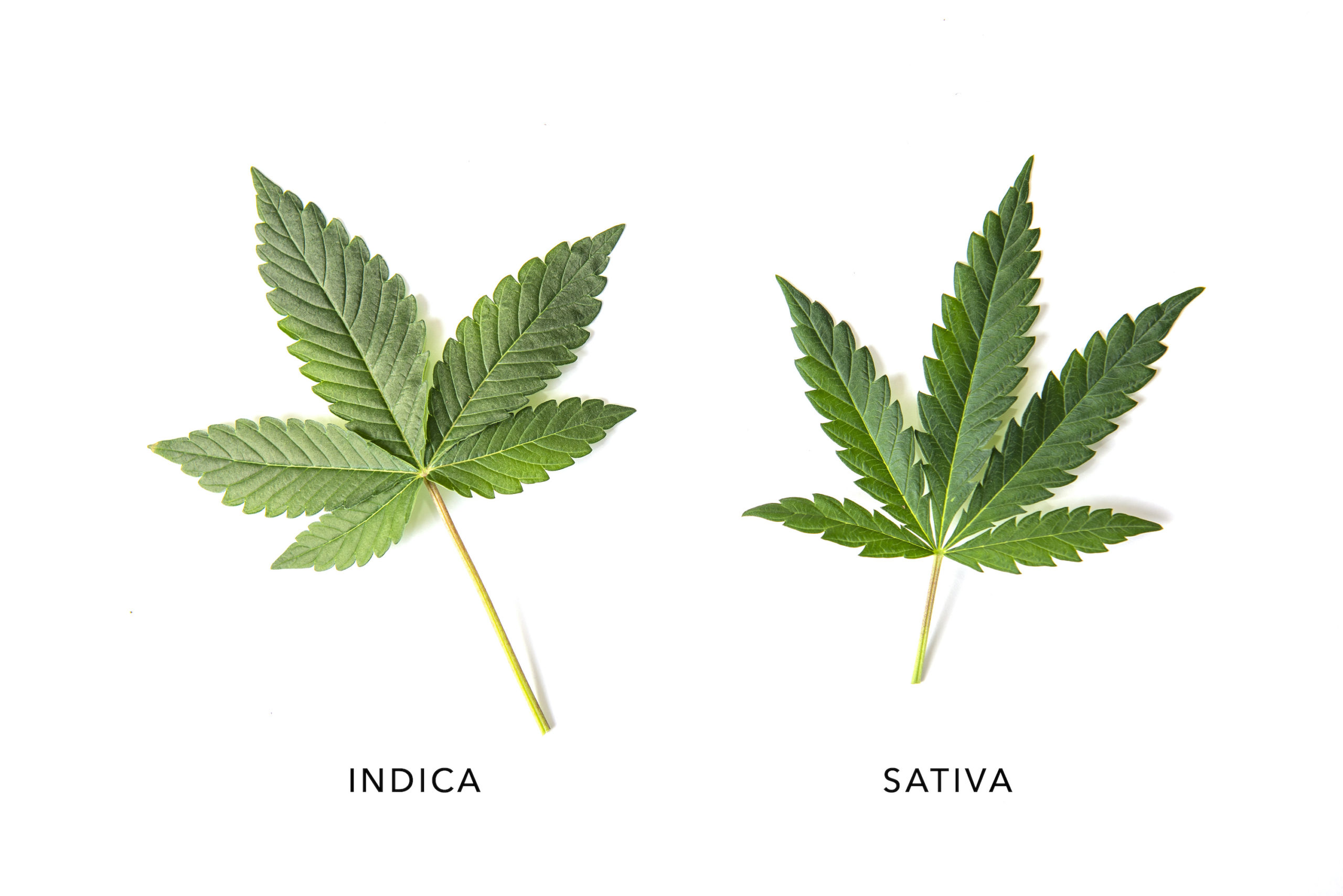 Indica and sativa cannabis leaves