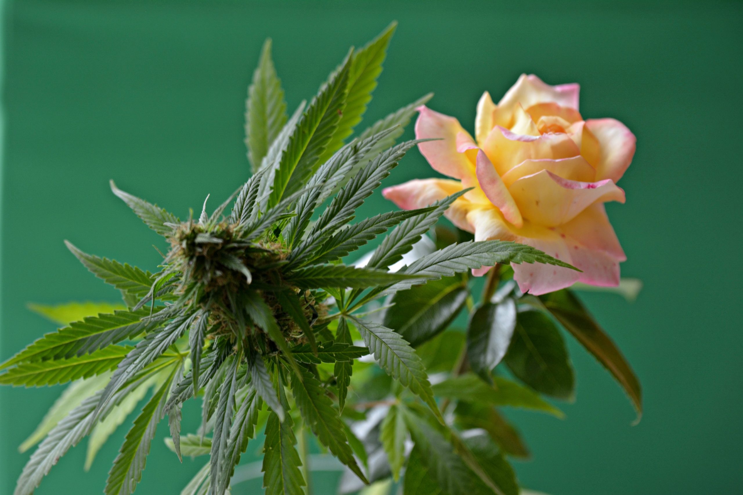 Roses and hemp