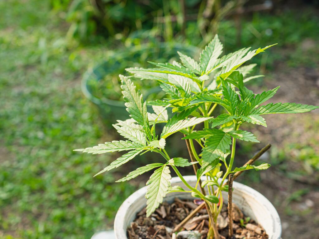 Cannabis Plants Growing in a Pot