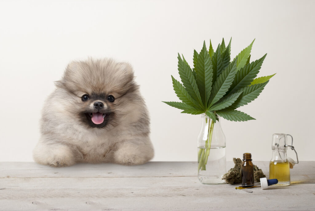 smiling puppy dog and marijuana cannabis sativa smiling puppy dog and marijuana cannabis sativa