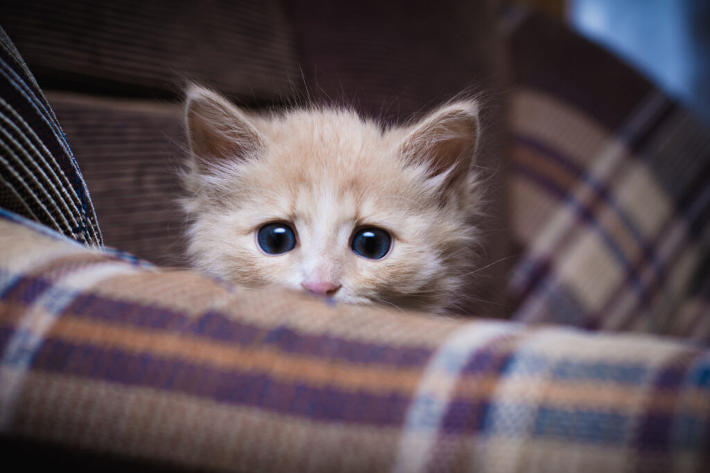 Scared kitten hiding at home