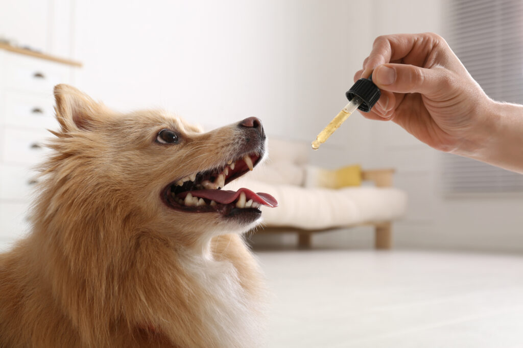 Woman giving tincture to cute dog at home