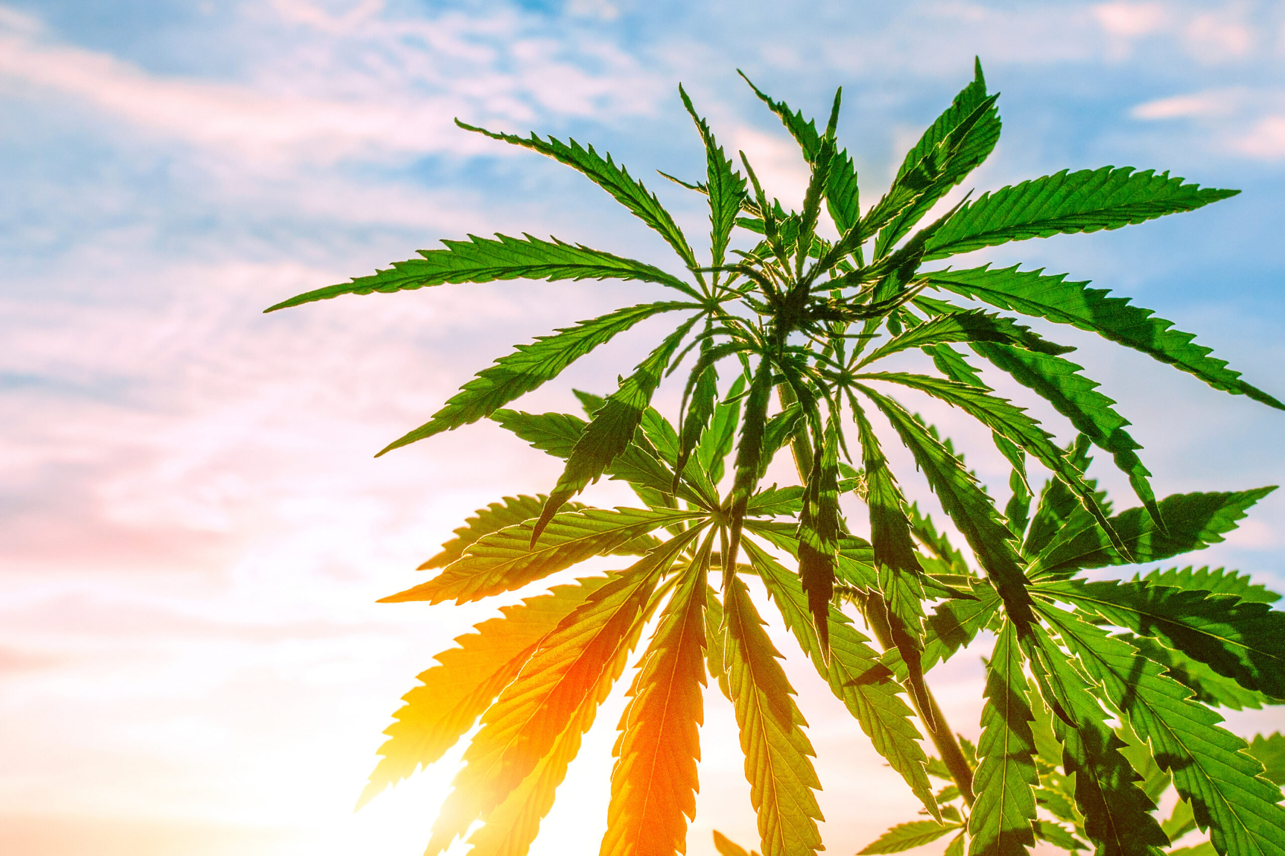 cannabis flowering in the sun