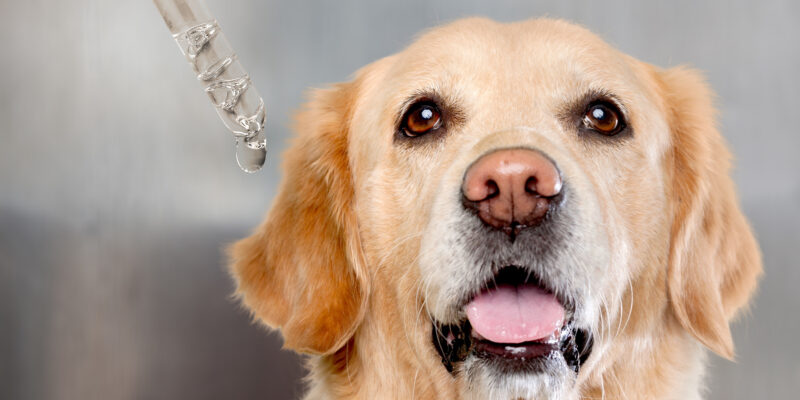 Dog taking cbd essential oil from dropper