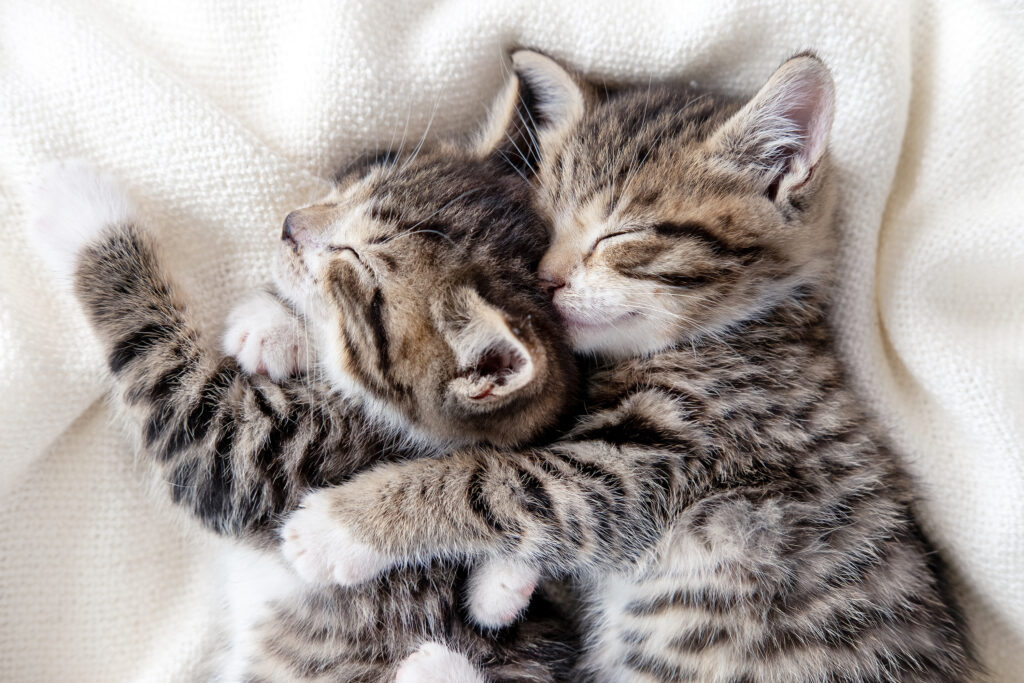 two hugging kittens after taking cbd supplements