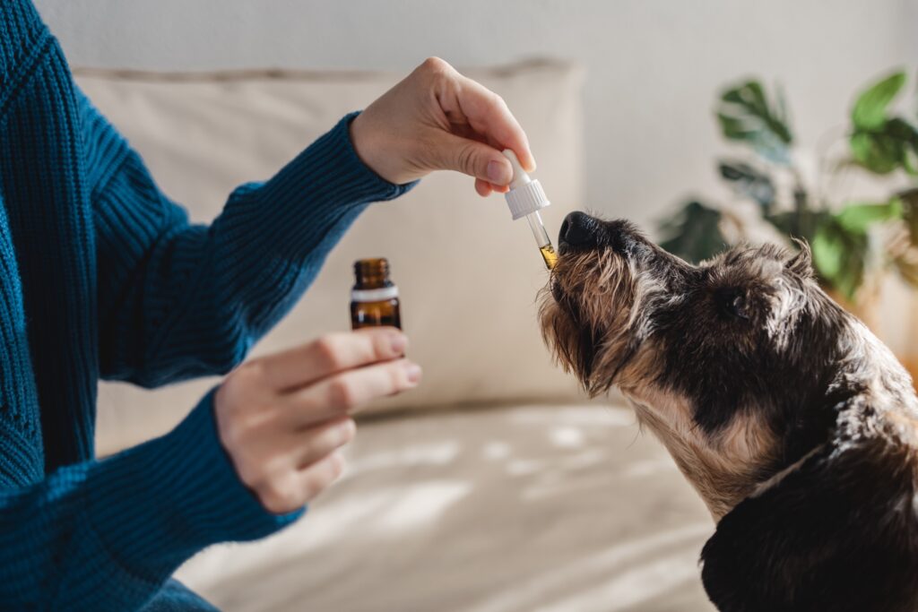 Pet dog taking cbd hemp oil 