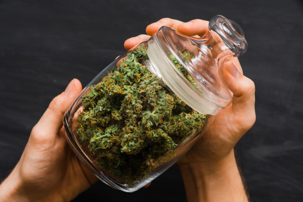 fresh buds of cannabis