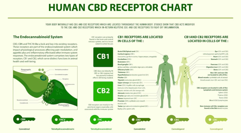 Human CBD Receptor Chart