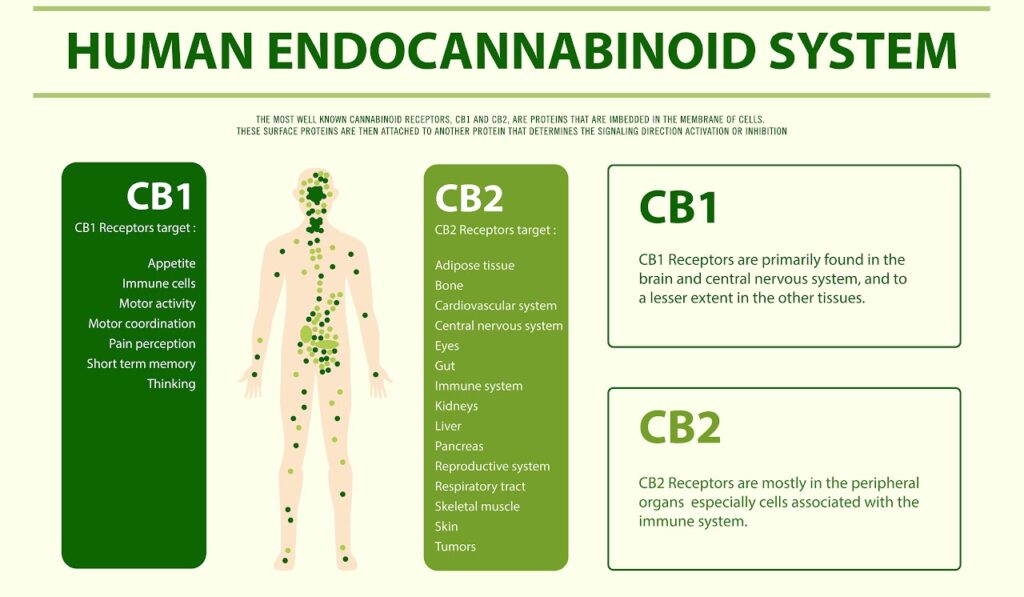 Human cannabinoid system