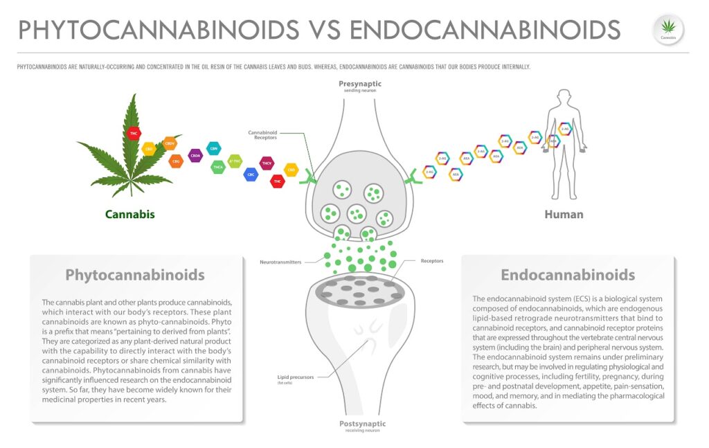 Phytocannabinoids vs Endocannabinoids