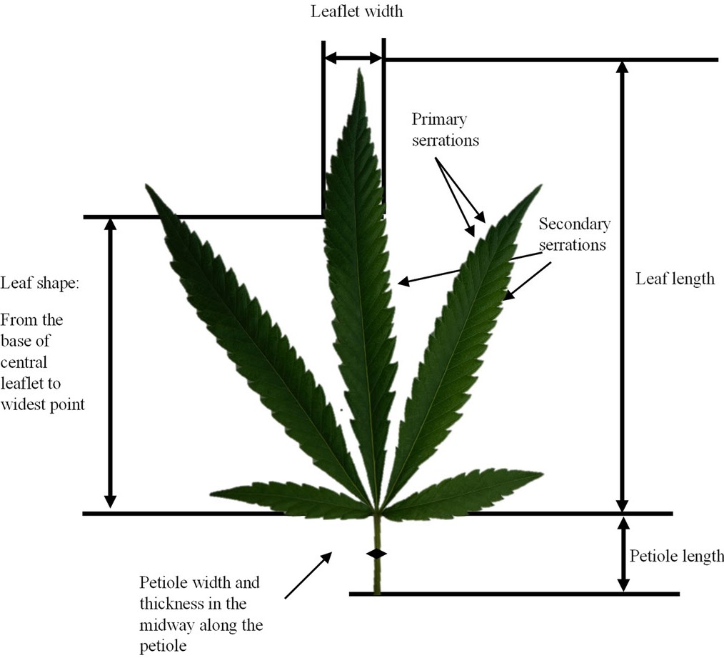 cannabis leaf anatomy