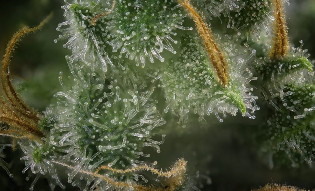 cannabis trichomes