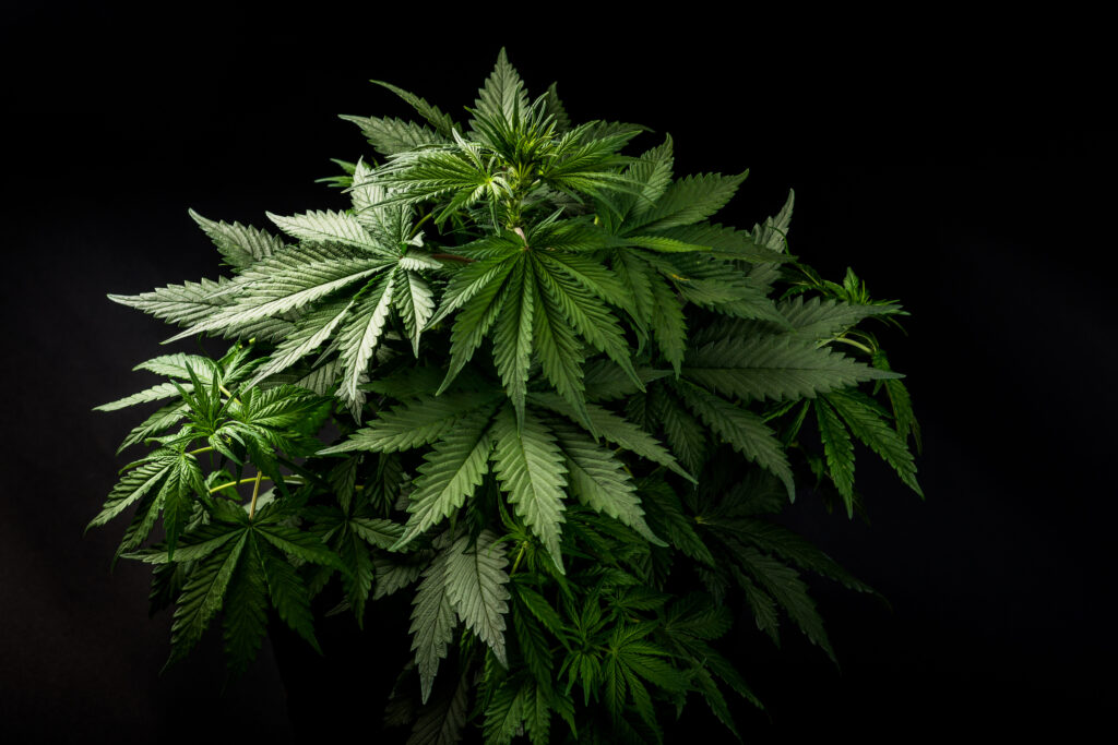 cannabis plant flowering