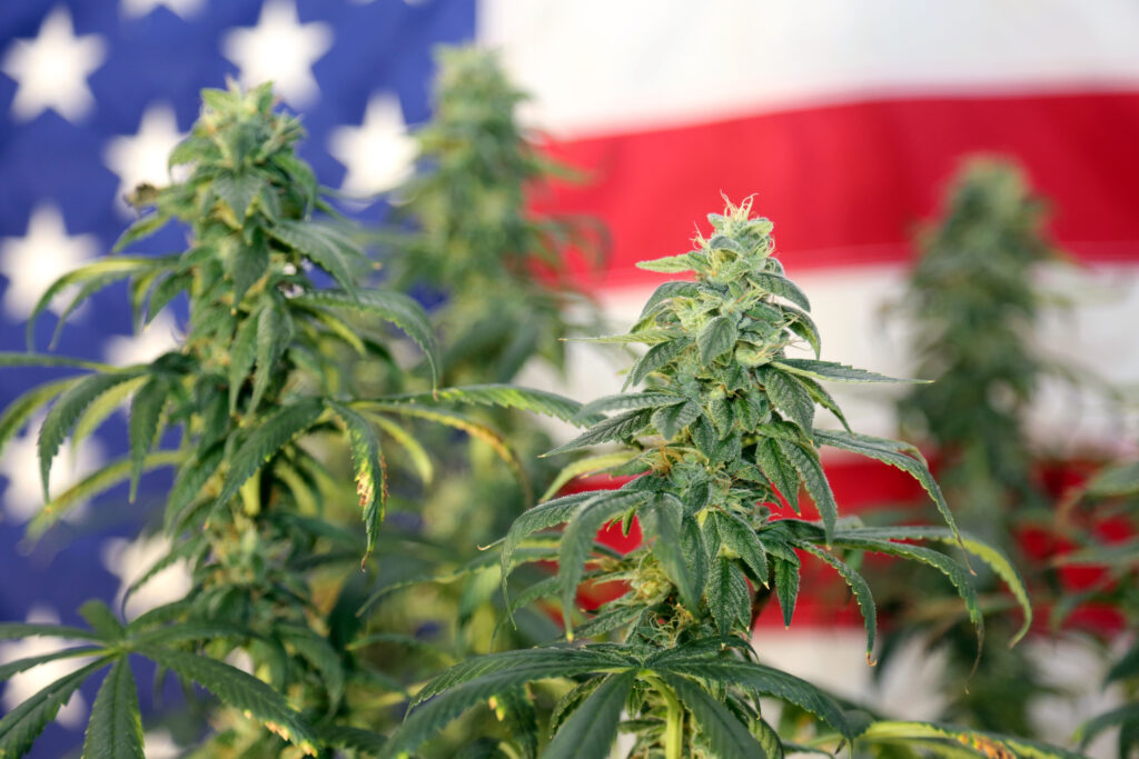 marijuana plant in front of an American flag