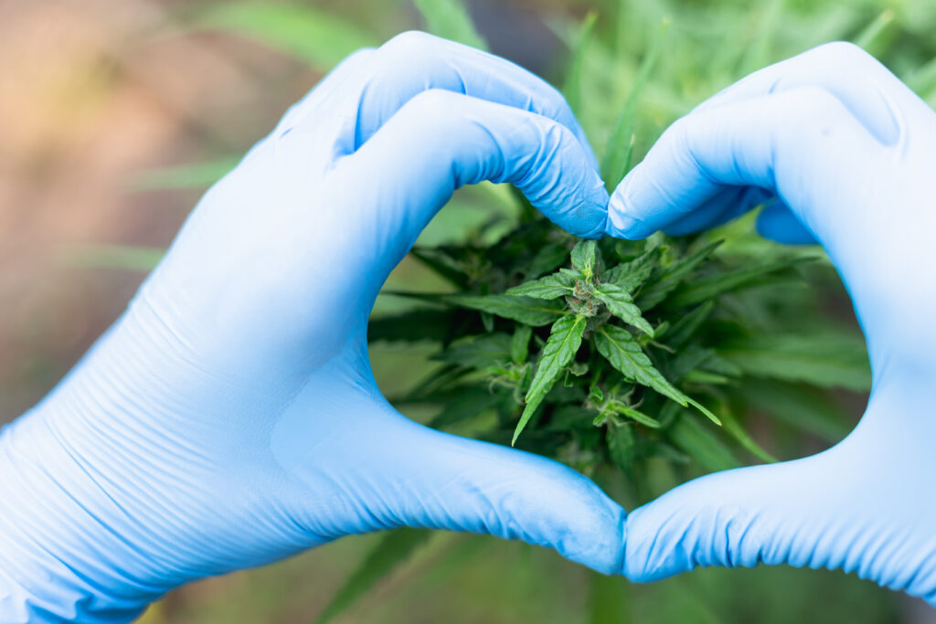 flowering cannabis plant with a heart in front