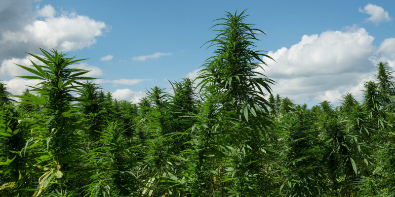 flowering field of cannabis plants