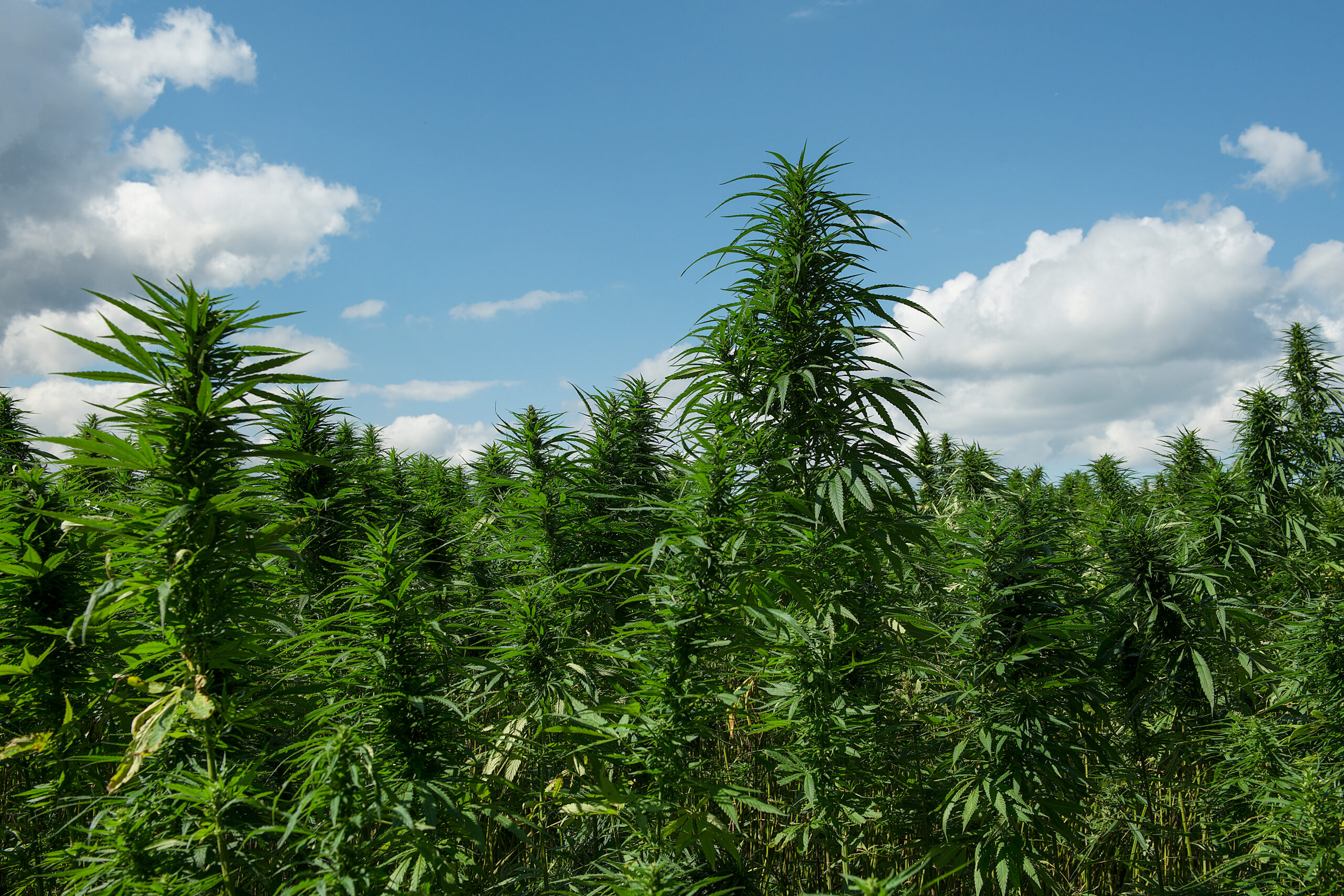 flowering field of cannabis plants